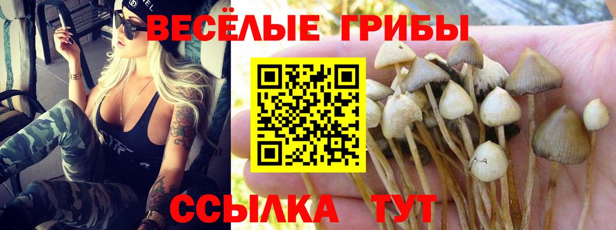 Псилоцибиновые грибы Psilocybine cubensis Муравленко
